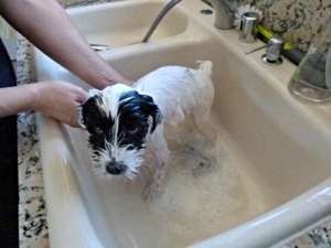 Oliver Take A Bath 770